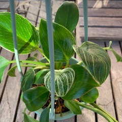 観葉植物　フィロデンドロン　バーキンの画像