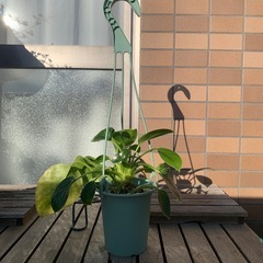 観葉植物　フィロデンドロン　バーキンの画像