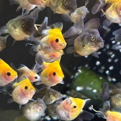 【ランダム10匹】ローズテールオランダ稚魚　の画像