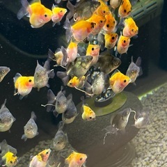 【ランダム10匹】ローズテールオランダ稚魚　の画像