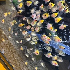 【ランダム10匹】ローズテールオランダ稚魚　の画像