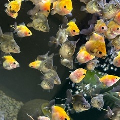 【ランダム10匹】ローズテールオランダ稚魚　の画像