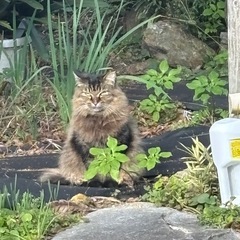 猫　探してます　碧南中央