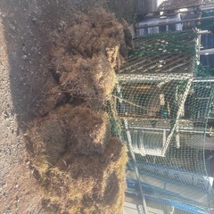 芝　無料の画像