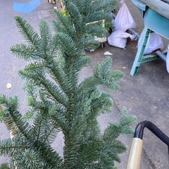 モミ　アメリカンバウ一本
の画像