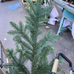 モミ　アメリカンバウ一本
の画像