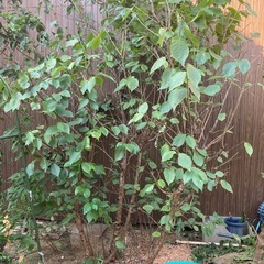 さくらんぼの木　サクランボ　果樹苗