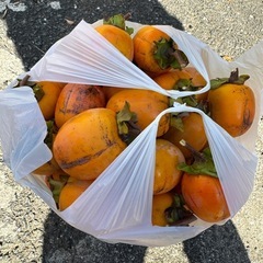 柿、渋柿、袋いっぱいで500円！！の画像