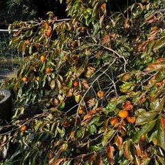 柿、渋柿、袋いっぱいで500円！！の画像