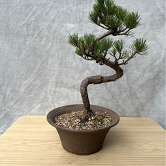 黒松盆栽 太幹・強い曲がり / 盆栽素材〜完成向け【引き取り希望】の画像