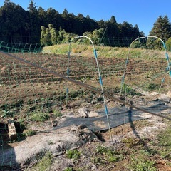 豆の手　きゅうりなどの栽培にもの画像