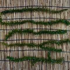 ※水草　アナカリス※
の画像