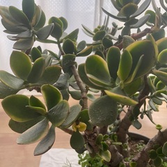 金のなる木の画像