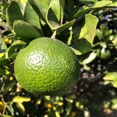 家庭用果物1kg　スイートスプリング の画像