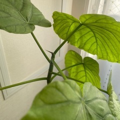 ウンベラータの画像