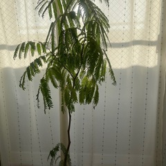 エバーフレッシュの画像