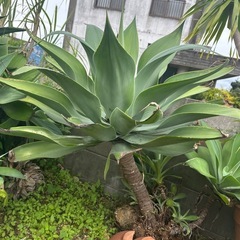 アテナータの画像