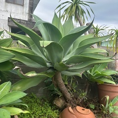 アテナータの画像