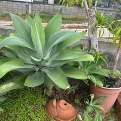 アテナータの画像