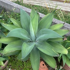 アテナータの画像