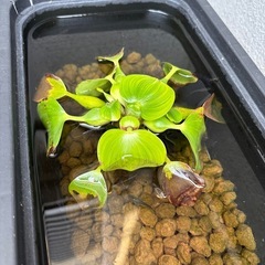 黒いメダカの画像