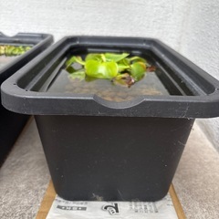 黒いメダカの画像