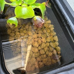 黒いメダカの画像