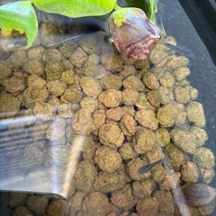 黒いメダカの画像