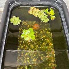 メダカ　子供の画像