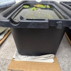 メダカ　子供の画像