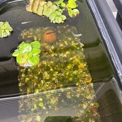 メダカ　子供の画像