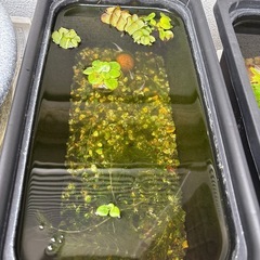 メダカ　子供の画像