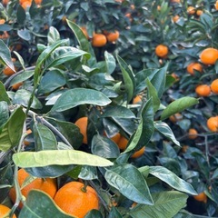 お取引き決定⭐︎早生みかん大きさ色々の画像