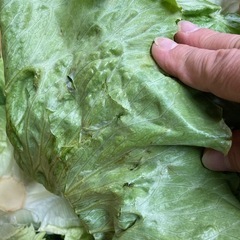 レタス　16入¥1,200　の画像