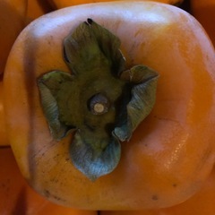 A【お取り引き決定】渋抜き済み柿　平柿　種無し約30個の画像