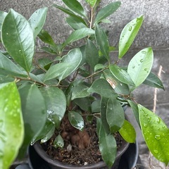 観葉植物の画像