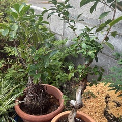 観葉植物の画像