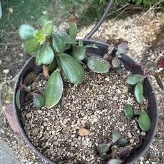 観葉植物の画像