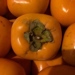 【お取り引き決定】B渋抜き済み柿　平柿　種無し柿の画像