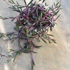 多肉植物 の画像