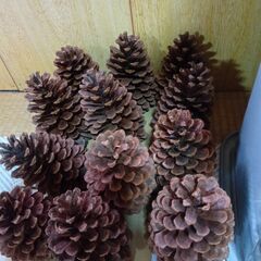 大きな松ぼっくり大量の画像