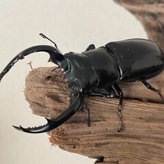 【お問い合わせはこちらから】　配送対応可　外国産カブト・クワガタ...