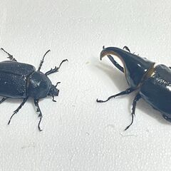 【お問い合わせはこちらから】　配送対応可　外国産カブト・クワガタ　生体販売の画像