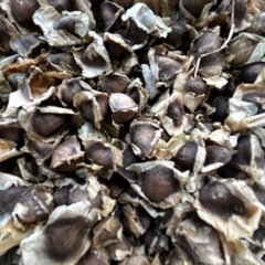 🪴奇跡の木 モリンガの種 【2025年度フィリピン産 早期販売 10粒】の画像