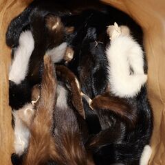 手芸用　毛皮の画像