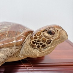 カメ 剥製 置物 インテリア 壁掛け アンティーク 海亀　縁起物 亀 オブジェの画像