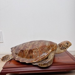 カメ 剥製 置物 インテリア 壁掛け アンティーク 海亀　縁起物 亀 オブジェの画像