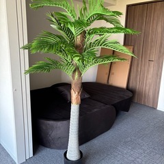 新品！観葉植物
フェニックスの画像