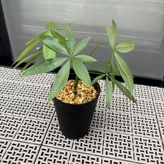 観葉植物　パキラ　（中サイズ）の画像