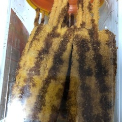 串カツソース味の画像